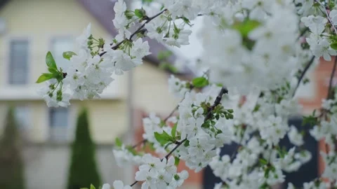 Blossoming cherry branch in spring, Earth Day celebration, environmental protect 스톡 동영상 270541259