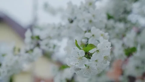 Blossoming cherry branch in spring, Earth Day celebration, environmental protect Stock Footage 270541260