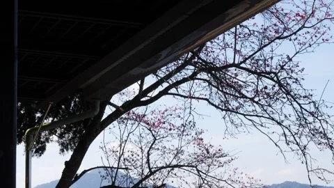 Blossoming Cherry Branches Against Blue Sky and Architecture Stock Footage 267612948