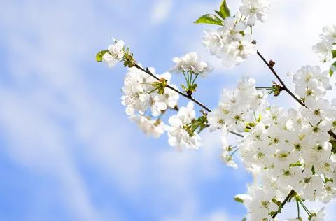 Blossoming cherry branches against the blue sky. Stock Photos