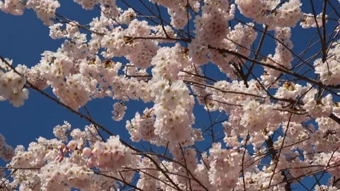 Blossoming Cherry Branches Against a Clear Blue Sky Springtime Video stock 270185188