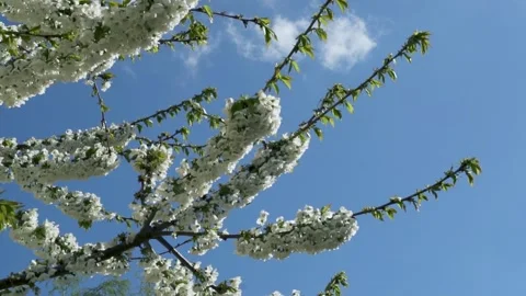 Blossoming Cherry Branches and Blue Sky Beautiful Natural Background. Cultivatio Stock Footage 183366032