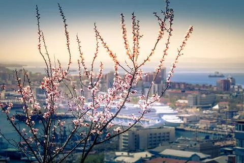 Blossoming cherry branches on a blurred background of pride and cruise . Stock Photos