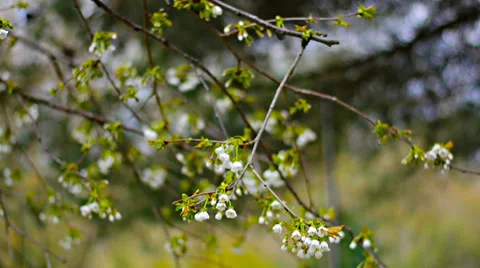 Blossoming cherry branches Video stock 37801193