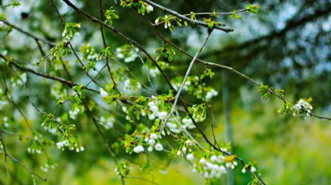 Blossoming cherry branches Video stock 37801237