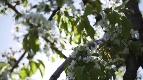 Blossoming cherry branches Stock Footage 153974201