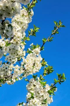 Blossoming cherry branches Stock Photos