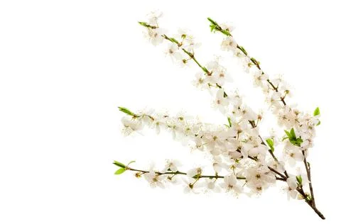 Blossoming cherry branches. Stock Photos