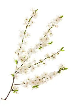 Blossoming cherry branches. Stock Photos