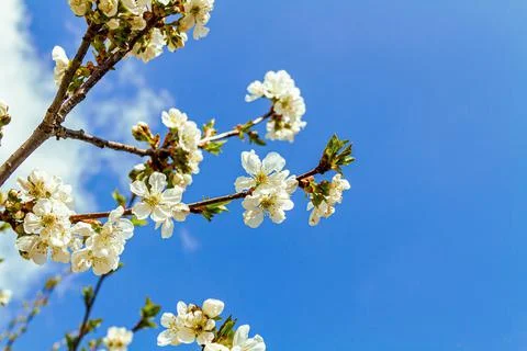 Blossoming cherry branches Stock Photos