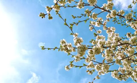 Blossoming cherry branches Stock Photos