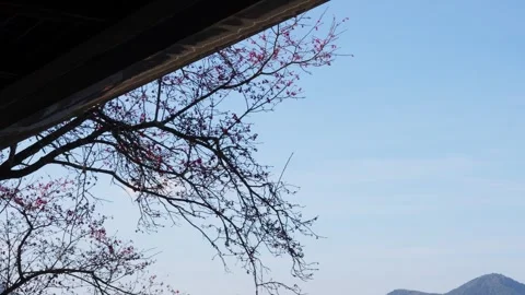 Blossoming Cherry Branches Under Bridge Against Blue Sky Stock Footage 267613158