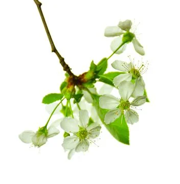 Blossoming cherry close-up. Spring. Isolated without a shadow. Cherry blossom Stock Photos