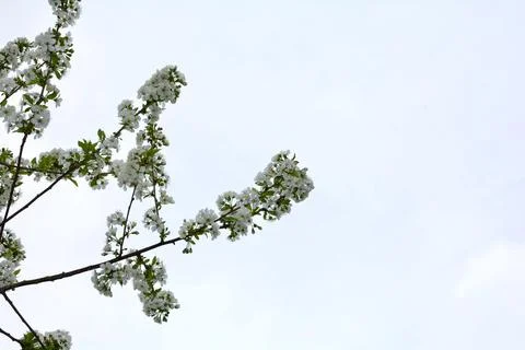 Blossoming cherry flowering branch before sky Stock Photos