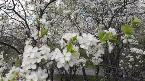 Blossoming of cherry flowers in spring time with green leaves and copyspace, nat Stock Footage 107541486