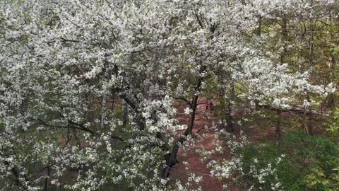 Blossoming of cherry flowers in spring time Stock Footage 107541562