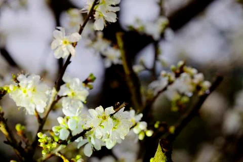 Blossoming of cherry flowers in spring time with green leaves, macro Stock Photos