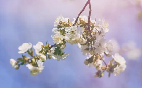 Blossoming of cherry flowers in spring time with green leaves, natural floral 写真素材