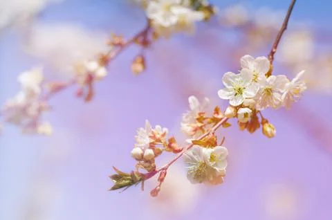 Blossoming of cherry flowers in spring time with green leaves Stock Photos