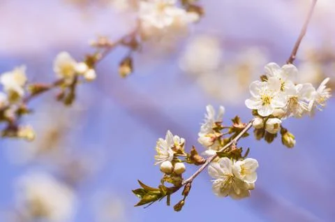 Blossoming of cherry flowers in spring time with green leaves 写真素材