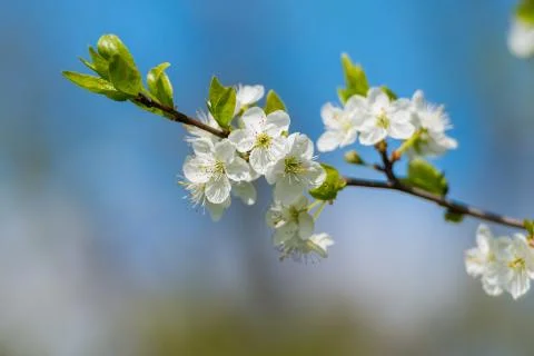 Blossoming of cherry flowers in spring time with green leaves Stock Photos