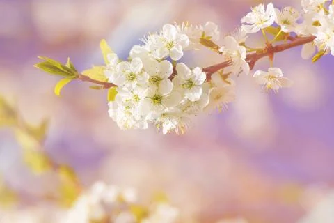 Blossoming of cherry flowers in spring time with green leaves Foto stock