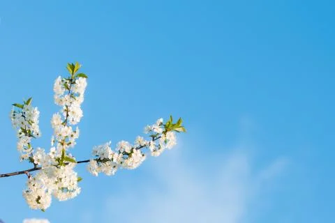 Blossoming of cherry flowers in spring time with green leaves Stock Photos