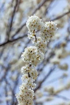 Blossoming of cherry flowers in spring time against blue sky Foto stock