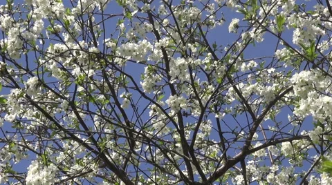 Blossoming cherry fruit tree in spring Stock Footage 44435455
