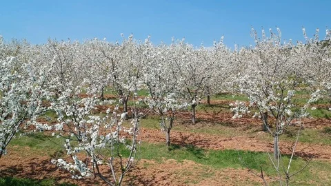 A blossoming cherry garden Video stock 88571745