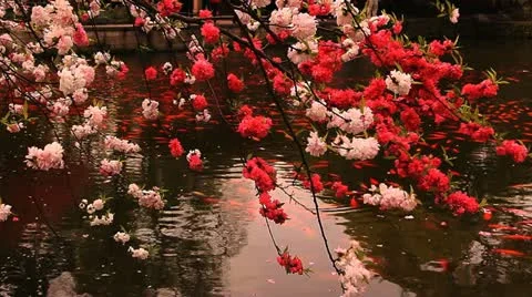 Blossoming cherry with goldfishes Stock Footage 21802410
