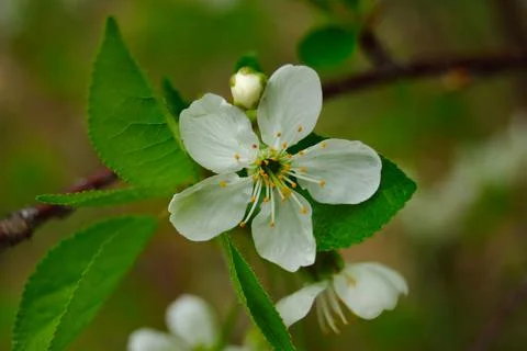 Blossoming cherry macro early spring Stock Photos