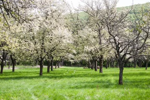 Blossoming cherry orchard Stock Photos
