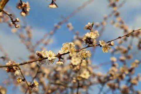 Blossoming cherry Stock Photos