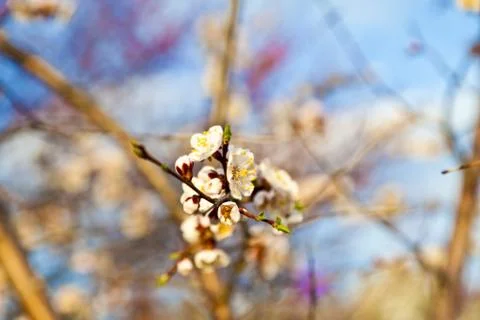 Blossoming cherry Stock Photos