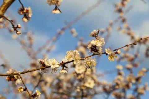 Blossoming cherry Stock Photos