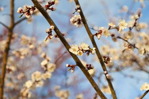Blossoming cherry Stock Photos