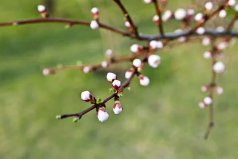 Blossoming cherry Stock Photos
