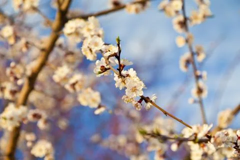 Blossoming cherry Stock Photos