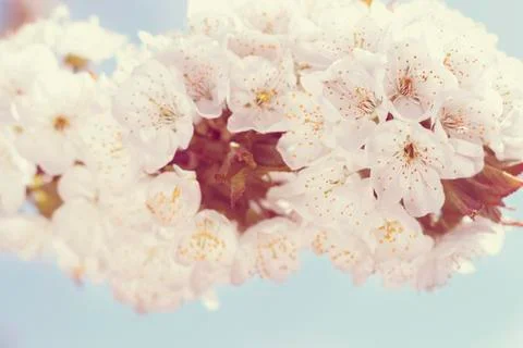 Blossoming cherry 스톡 사진