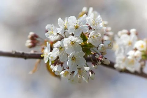 Blossoming cherry Foto stock