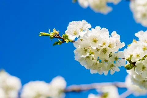 Blossoming cherry Stock Photos