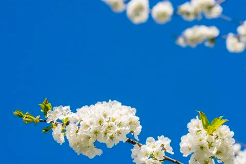 Blossoming cherry Stock Photos