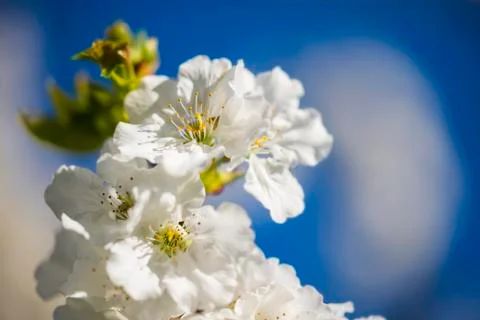 Blossoming cherry Stock Photos
