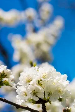 Blossoming cherry Stock Photos
