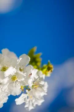 Blossoming cherry Stock Photos
