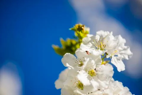 Blossoming cherry Foto stock