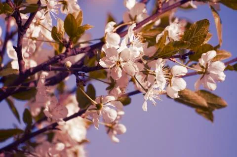 Blossoming Cherry Stock Photos