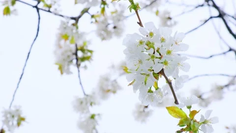 Blossoming cherry plant on a beautiful spring day. Stock Footage 150803783