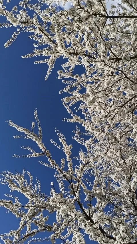 Blossoming cherry-plum on the blue sky background. White flowers. Spring garden Video stock 130509442